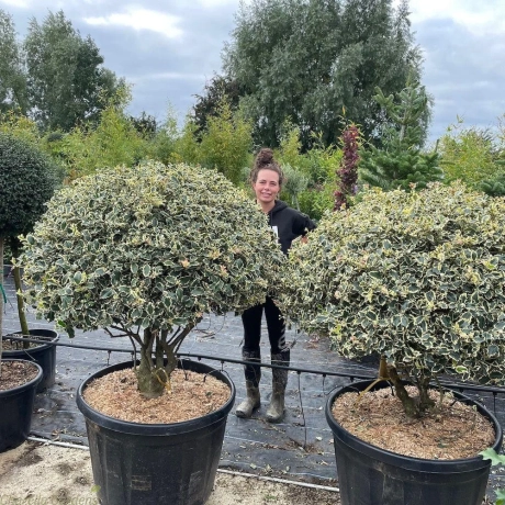 Ilex Aquifolium Argentea Marginata Pe Tulpina Inalta