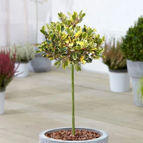 Ilex altaclerensis Golden King  Pe Tulpina Inalta