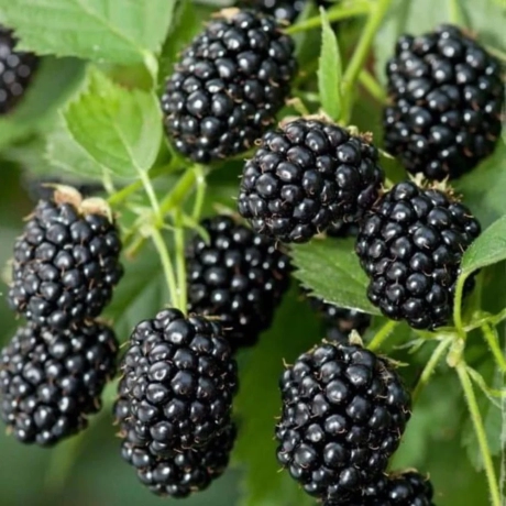 Arbust fructifer - Mur Tip Pom pe Picior Anul 3 cu Radacina Impachetata