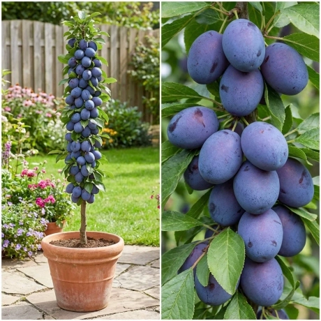 Pom Fructifer - Prun Columnar Imperial la Ghiveci