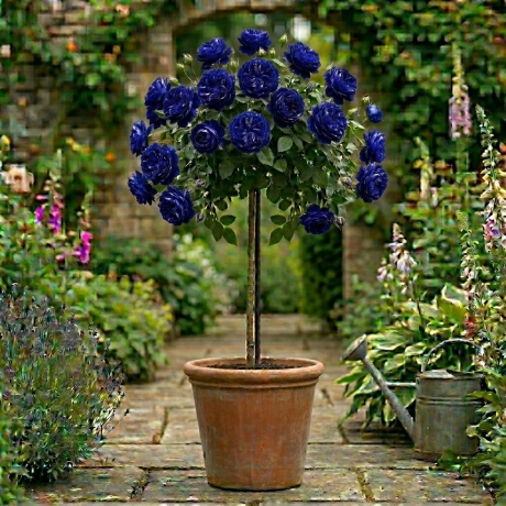 Trandafir Pomisor Indigo -  Radacina Impachetata