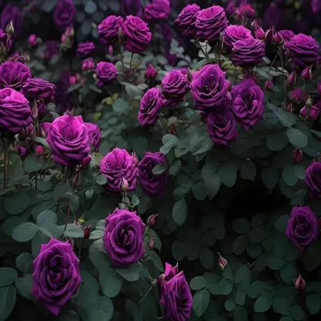 Trandafir Catarator - Indigoletta – Anul 4 – Radacina Impachetata