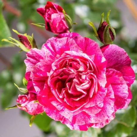 Urcător Ines Sastre (Meilland) - Radacina Impachetata