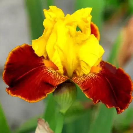 Rizomi de Iris Germanica All That Jazz