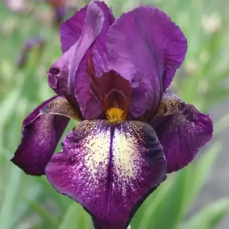Rizomi de Iris Germanica Attention Please
