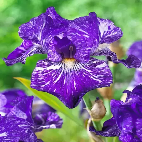 Rizomi de Iris Germanica Batik