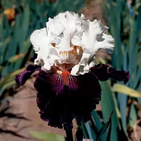 Rizomi de Iris Germanica Black-White