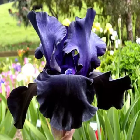 Rizomi de Iris Germanica Black Dragon