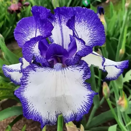Rizomi de Iris Germanica Blue Staccato