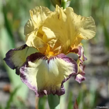 Rizomi de Iris Germanica Bullwinkle