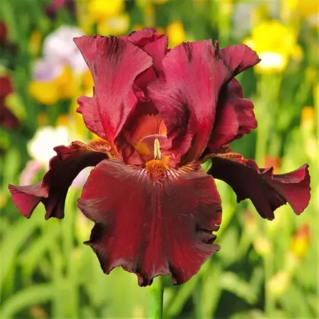 Rizomi de Iris Germanica Deep Red