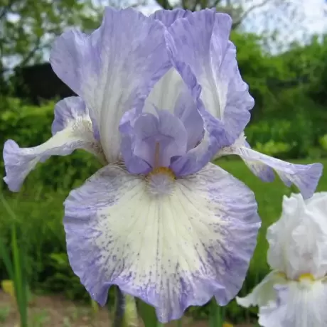 Rizomi de Iris Germanica Frothingslosh