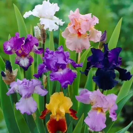 Rizomi de Iris Germanica mix multicolor