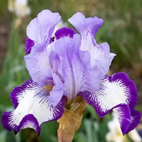 Rizomi de Iris Germanica On Edge