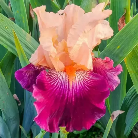 Rizomi de Iris Germanica Orange-Pink