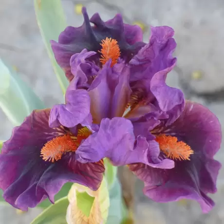 Bulbi de Iris Germanica Pitic Bicolor