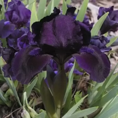 Bulbi de Iris Germanica Pitic Black Purple