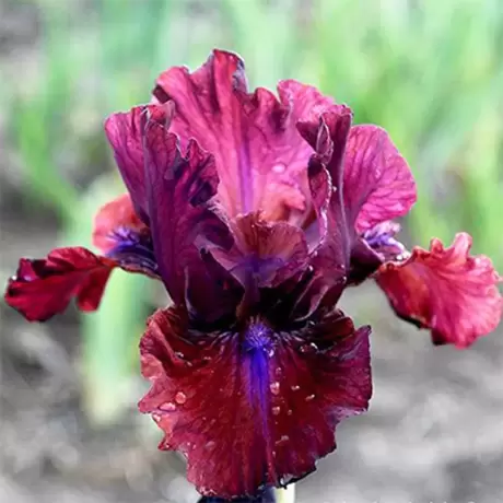 Bulbi de Iris Germanica Pitic Bronze Purple