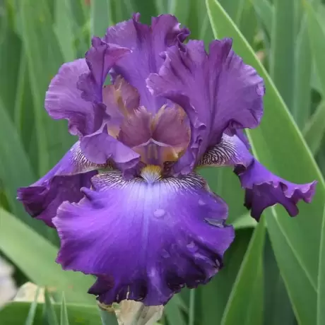 Bulbi de Iris Germanica Pitic Harbor Purple