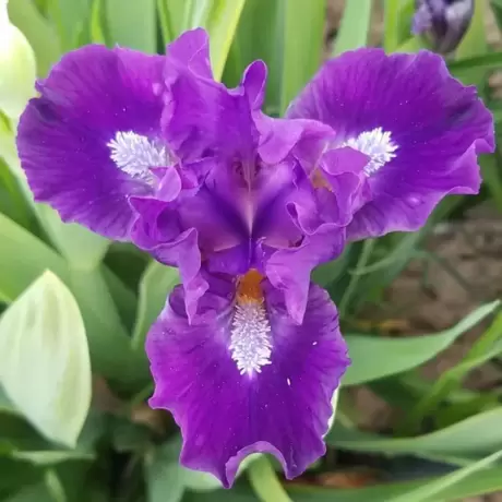 Bulbi de Iris Germanica Pitic Lite Purple