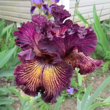 Bulbi de Iris Germanica Pitic Pink Queen