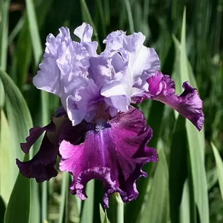 Bulbi de Iris Germanica Pitic Purple King