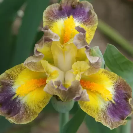 Bulbi de Iris Germanica Pitic Sun