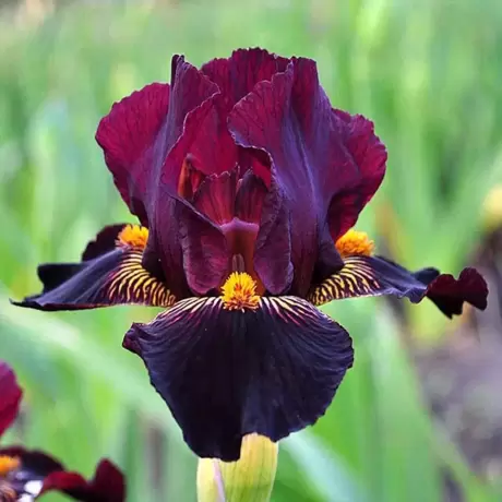 Bulbi de Iris Germanica Pitic Violet Dragon