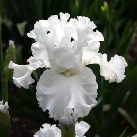 Bulbi de Iris Germanica Pitic White