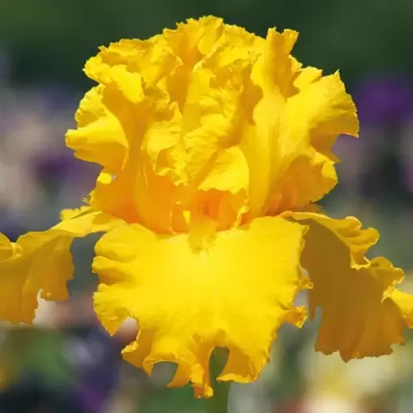 Bulbi de Iris Germanica Pitic Yellow King