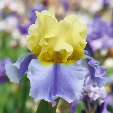 Bulbi de Iris Germanica Pitic Yellow Violet