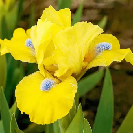 Bulbi de Iris Germanica Pitic Yellow
