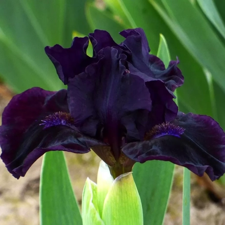 Bulbi de Iris Germanica Pitic Black