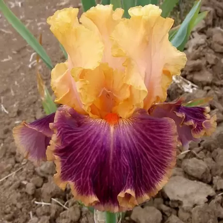 Rizomi de Iris Germanica Purple-Orange
