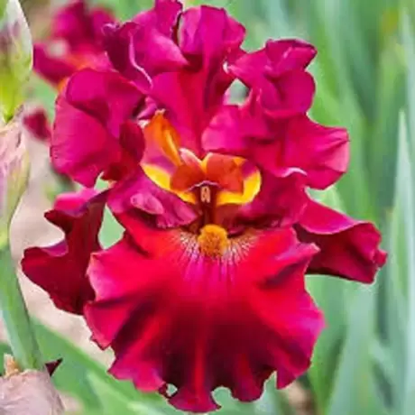 Rizomi de Iris Germanica Red