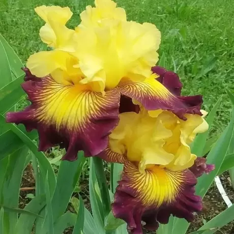 Rizomi de Iris Germanica Spotted Yellow