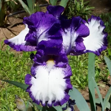 Rizomi de Iris Germanica Stitched Beauty