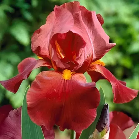 Rizomi de Iris Germanica Sultans Palace