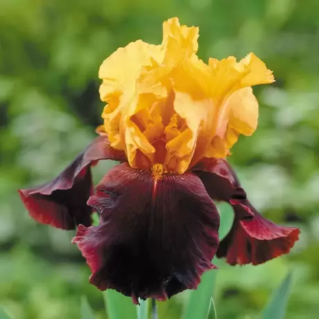 Rizomi de Iris Germanica Supreme Sultan
