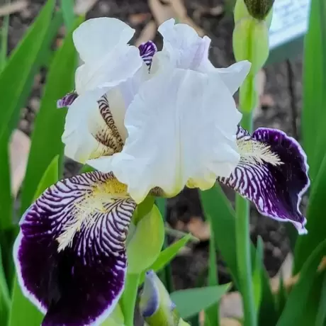Rizomi de Iris Germanica Velvet Cream