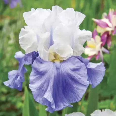 Rizomi de Iris Germanica White and Purple