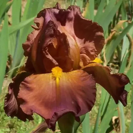 Rizomi de Iris Germanica Wild West