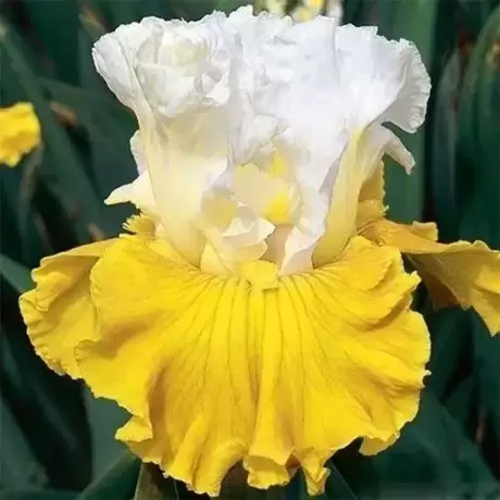 Rizomi de Iris Germanica Yellow Ice
