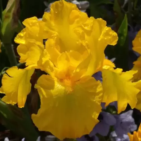 Rizomi de Iris Germanica Yellow-Brown
