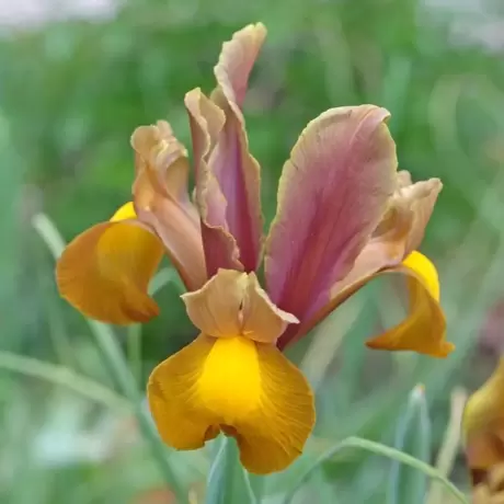 Bulbi de Iris olandez Bronze