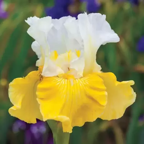 Bulbi de Iris olandez Yellow - White