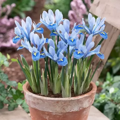 Bulbi de Iris reticulata Alida