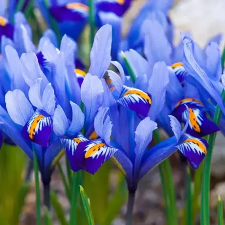 Bulbi de Iris reticulata Angela
