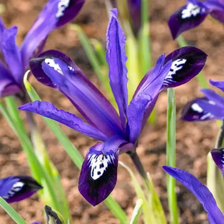 Bulbi de Iris reticulata Blue Note