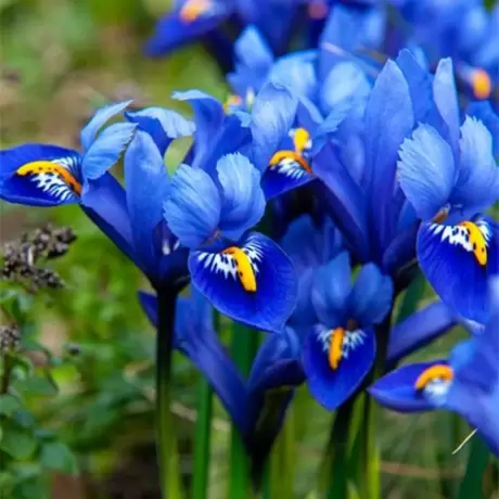 Bulbi de Iris reticulata Harmoney